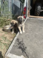 Štěně Kangalský pastevecký pes