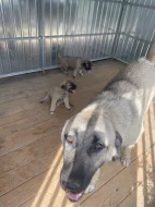 Štěně Kangalský pastevecký pes