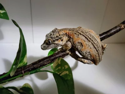 Pagekon hrbolkohlavý (rhacodactylus auriculatus) samice