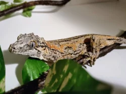 Pagekon hrbolkohlavý (rhacodactylus auriculatus) samice