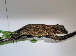 Pagekon hrbolkohlavý (rhacodactylus auriculatus) samice