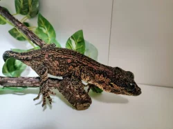 Pagekon hrbolkohlavý (rhacodactylus auriculatus) samice