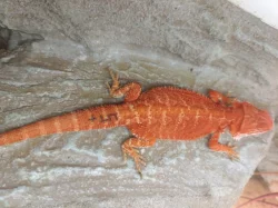 Agama vousatá samičky