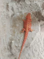 Agama vousatá samičky