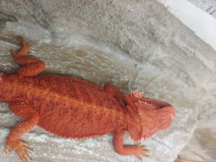 Agama vousatá samičky