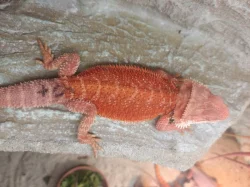 Agama vousatá samičky