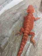 Agama vousatá samičky