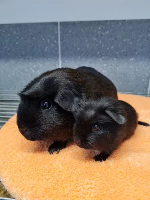 Morče dvě samičky HK a Brno