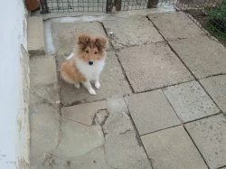 Sheltie-pejsek
