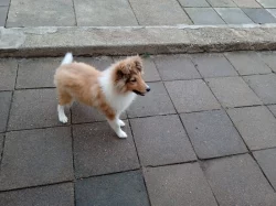 Sheltie-pejsek