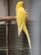 Alexandři malí a velcí