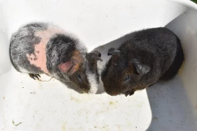 Skinny morčata-samičky