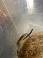 Tiliqua scincoides chimaerea