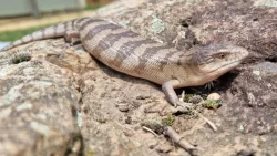 Tiliqua scincoides chimaerea