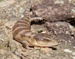 Tiliqua scincoides chimaerea