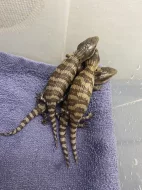 Tiliqua scincoides chimaerea