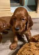 Štěňátka Irský setr