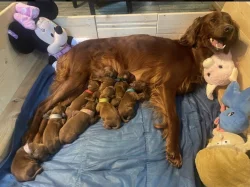 Štěňátka Irský setr