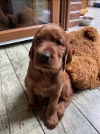 Štěňátka Irský setr