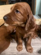 Štěňátka Irský setr