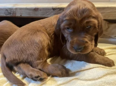 Štěňátka Irský setr