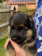 německý ovčák štěňata