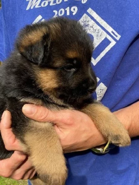 německý ovčák štěňata