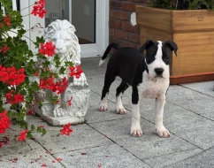 Americký Stafordšírský Terier s FCI PP - aktuální