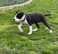 Americký Stafordšírský Terier s FCI PP - aktuální