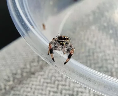 Skákavka královská - Phidippus Regius Everglades