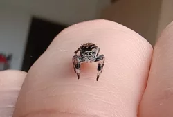 Skákavka královská - Phidippus Regius Everglades