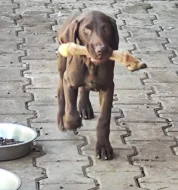 Nabídka štěněte NKO