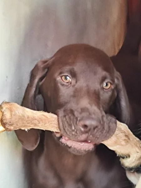 Nabídka štěněte NKO