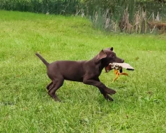 Nabídka štěněte NKO