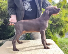 Nabídka štěněte NKO