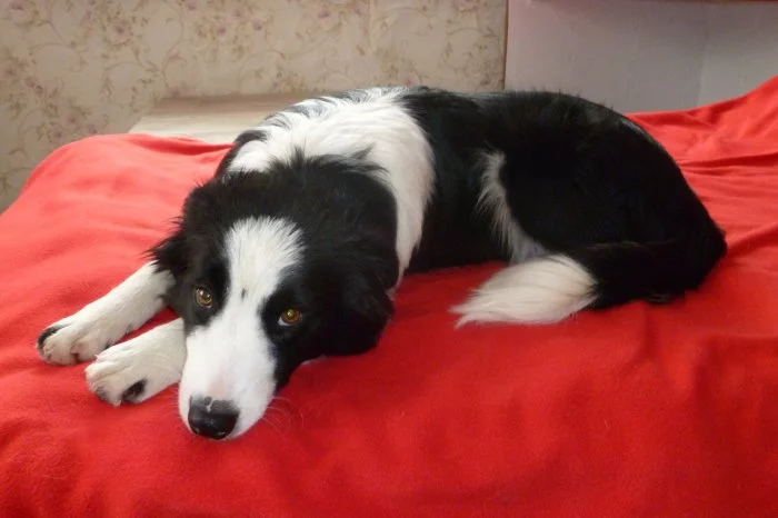 Závody AGILITY ,,O sněhovou vločku