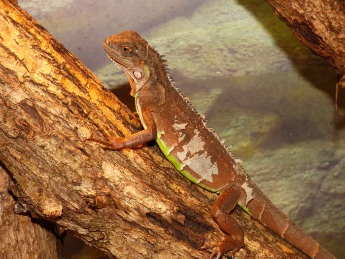 Červený leguán (Iguana iguana)