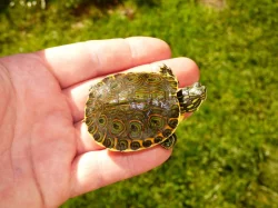 Želva středoamerická (Trachemys venusta)