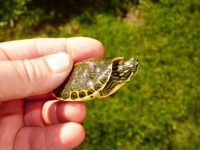 Želva středoamerická (Trachemys venusta)