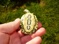 Želva středoamerická (Trachemys venusta)