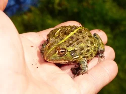 Hrabatka drsná (Pyxicephalus adspersus)