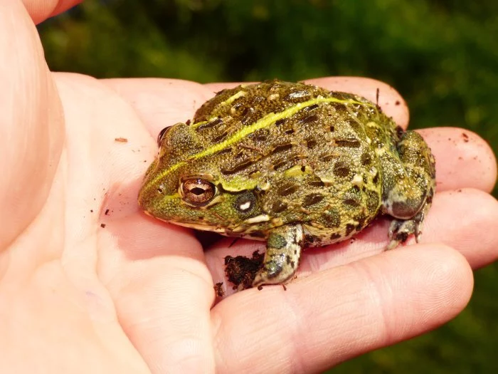 Hrabatka drsná (Pyxicephalus adspersus)