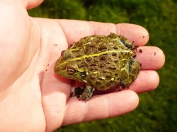 Hrabatka drsná (Pyxicephalus adspersus)