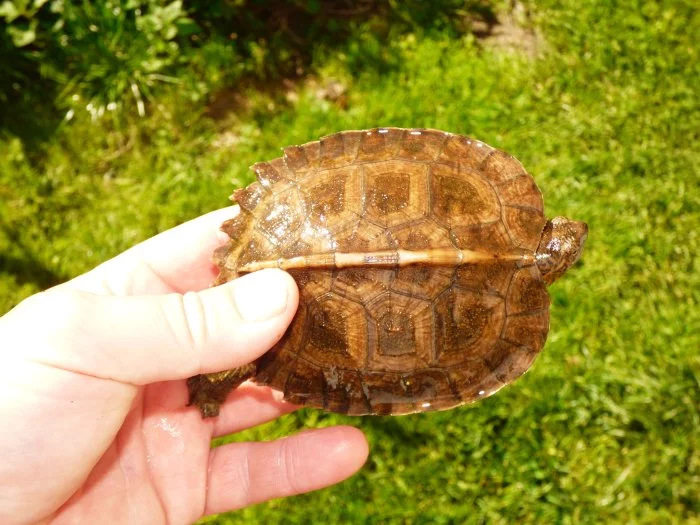 Želva černavá (Heosemys grandis) vlastní odchov