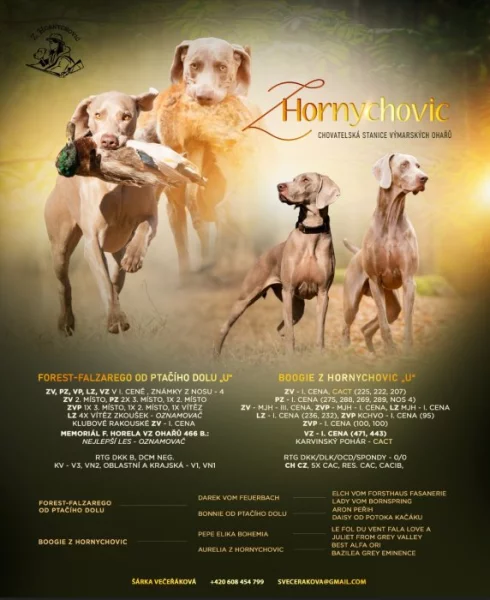 Nabízím štěňata VOK s PP