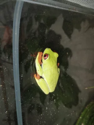 Listovnice červenooká