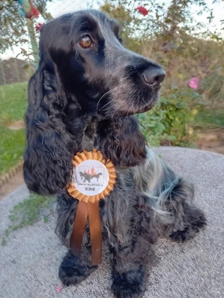 CHS z Kovářovic vrh B