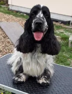 CHS z Kovářovic vrh B