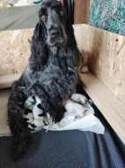 CHS z Kovářovic vrh B