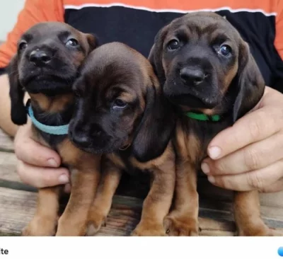 Prodám štěňata Bavorského barváře
